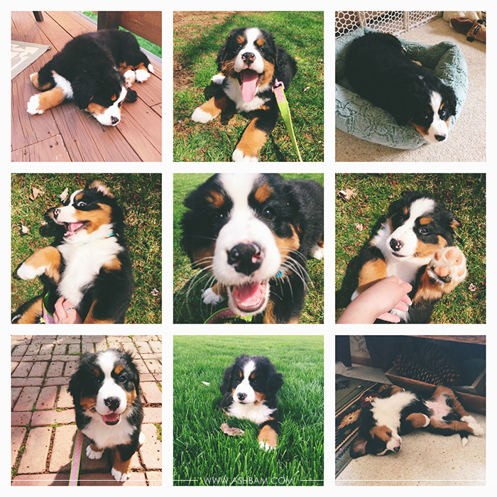 Bernese Mountain Dog