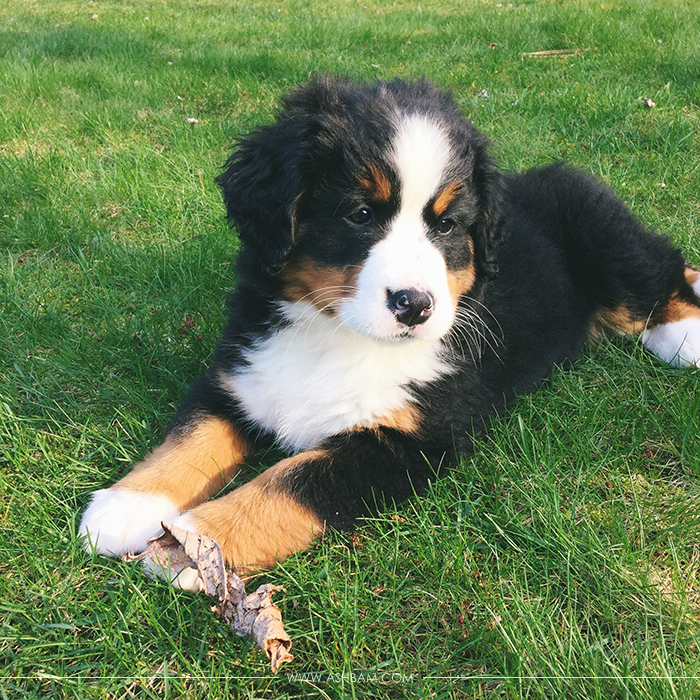 Say Hello to Darcy the Bernese Mountain Dog
