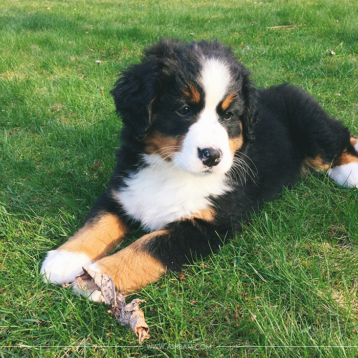 Bernese Mountain Dog